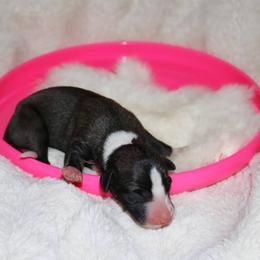 Whippet puppies from All'aria Whippets