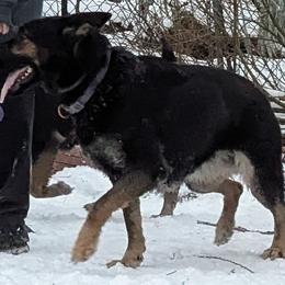 Greta - German Shepherd