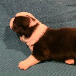 Biscuit - Black and white male Cardigan Welsh Corgi puppy in Larsen, Wisconsin from Pondside Kennels