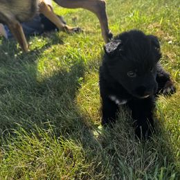 German Shepherd Puppies from Von Reams Kennels