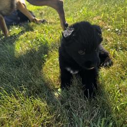 German Shepherd Puppies from Von Reams Kennels