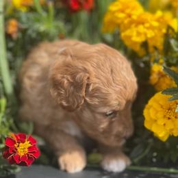 Tinkerbell - Red female Aussiedoodle puppy in Larimer County, Colorado from Puppy Love Doodles