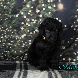 Rhys (Pecan) - Black Poodle puppy in Oklahoma from Morgenstern Kennels