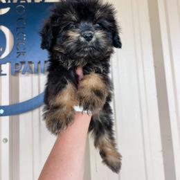 Puddin - Black tri-color female Aussiedoodle puppy in Sulphur Bluff, Texas from V6 Ranch Dogs