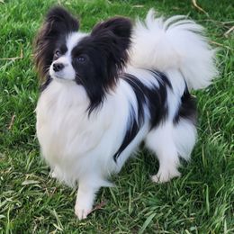 Austin - Papillon