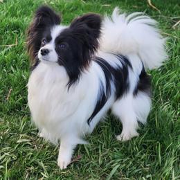 Austin - Papillon