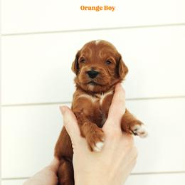 Green Boy - Red  male Goldendoodle puppy in Rio Linda, California from GoldendoodlePaw