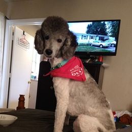 Poodles from Charlene's Poodle Passions