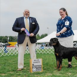 Rottweiler All Grown Up from Vangard's Rottweilers