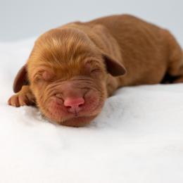Jasmine Red - Dark golden female Golden Retriever puppy in Lafayette, Alabama from Elm Hollow Golden Retrievers