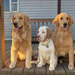 Clumber Spaniel Puppies from Wanderlust Clumber Spaniels