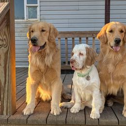 Clumber Spaniel Puppies from Wanderlust Clumber Spaniels