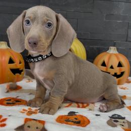 Buster - Fawn (isabella) and tan male Dachshund puppy in Goodyear, Arizona from AZ Royal Doxies llc