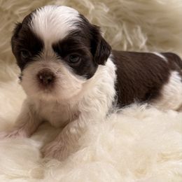 AKC Lucy - Red and white female Shih Tzu puppy in Long Beach, California from Prieto Shih-Tzu's