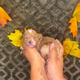 Angel Baby - Cream female Poodle puppy in Hemet, California from Vallevistadoodles