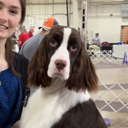 Rogan - English Springer Spaniel