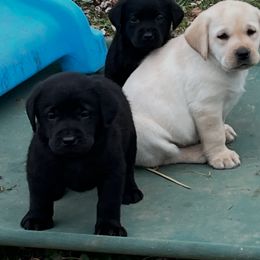 Labrador Retriever Puppies from Bellvale Labradors