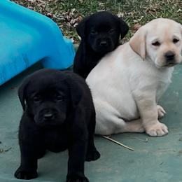 Labrador Retriever Puppies from Bellvale Labradors