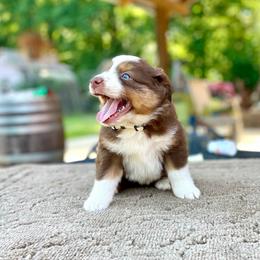 White - Red tri male Miniature Australian Shepherd puppy in Silver Creek, Mississippi from E4 Farm Mini Aussie’s