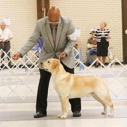 Shamrock - Labrador Retriever