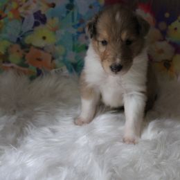 Collie Puppies from Otter Point Collies