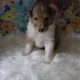 Collie Puppies from Otter Point Collies