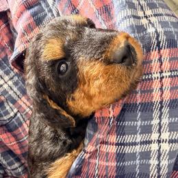 Miss Purple - Black and tan female Airedale Terrier puppy in Mooresville, North Carolina from Farm 55