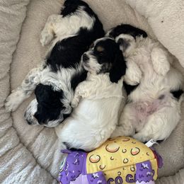 Cockapoo and Labrador Retriever Puppies from Kinkade Kennels