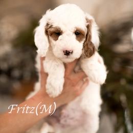 Fritz - Parti male Goldendoodle puppy in Acton, Maine from Silver Pines Pups