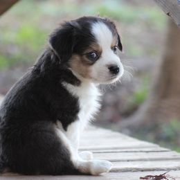 October - the runt - Blue merle female Miniature Australian Shepherd puppy in Gretna, Virginia from Adams Acres Cattle Dogs