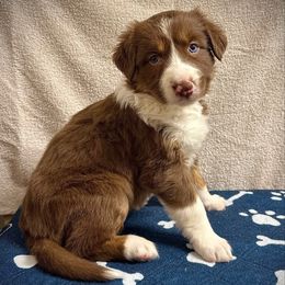 Tonks - Red tri-color female Australian Shepherd puppy in Smithfield, Utah from C&C Ranch