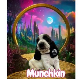 Munchkin - Black and white male Basset Hound puppy in Dingess, West Virginia from Tuckers' Howling Hounds
