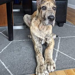 Great Dane Puppies from F&B Kennels