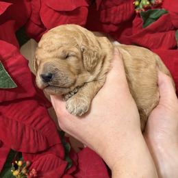Willie Robertson - Apricot male Poodle puppy in Fairfield, North Carolina from Leaning T Ranch