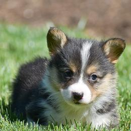 Everett - Black and tan male Pembroke Welsh Corgi puppy in Morgantown, Pennsylvania from GoldStar Corgis (License Number 18519)