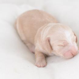 Carolina - FULL AKC Cream - Cream female Dachshund puppy in Neosho, Missouri from A Walk In The Park