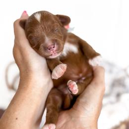 Tad - lt blue collar boy - Red male Cavapoo puppy in Melbourne, Florida from Space Coast Doodle Co.