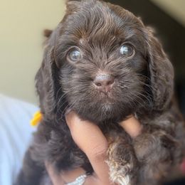 Chamblee - Brown male Cockapoo puppy in Palmdale, California from Pucci Pawfect