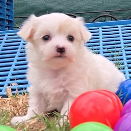 Gracie - White and tan female Maltese puppy in Aurora, Missouri from KnJ Precious Paws LLC
