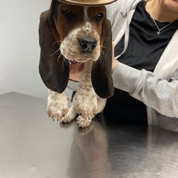 Basset Hound and Labrador Retriever Puppies from Porter Kennels