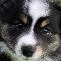 Scout/Crash - Black tri Miniature Australian Shepherd puppy in Newaygo County, Michigan from Blue Skye's Miniature Australian Shepherds