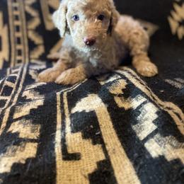 Moose (Orange Collar) - Caramel red male Labradoodle puppy in Toledo, Washington from Bigfoot Doodles