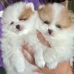 Pomeranian puppies from Doc’s Little Poms
