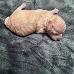 Zola - Cream female Poodle puppy in North Prince George, Virginia from ROYAL VISTA