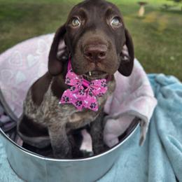 Cavalier King Charles Spaniel, German Shorthaired Pointer, and Golden Retriever Puppies from Northern Lights Goldens