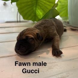 Gucci - Fawn male Great Dane puppy in Aldie, Virginia from High Point Mountain Danes