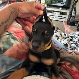 Doberman Pinscher Puppies from Aaliyah’s Dobies