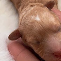 Boy 2 - Cream Poodle puppy in North Carolina from Baileys Paws and Furs