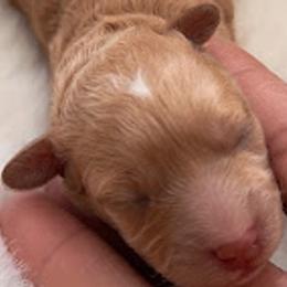 Boy 2 - Cream Poodle puppy in North Carolina from Baileys Paws and Furs