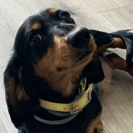 Dachshunds from Lakeway Farms